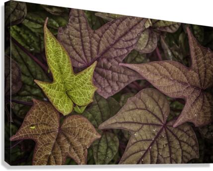 ivy Canvas Print