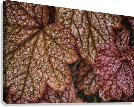 droplets Canvas Print