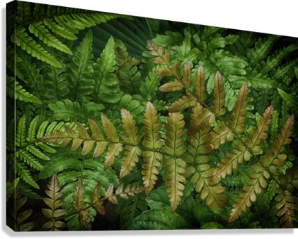 fern Canvas Print