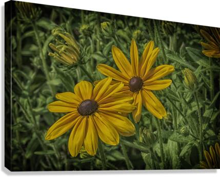 partners Canvas Print