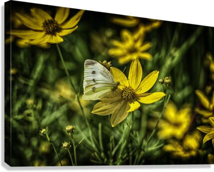 visitor Canvas Print