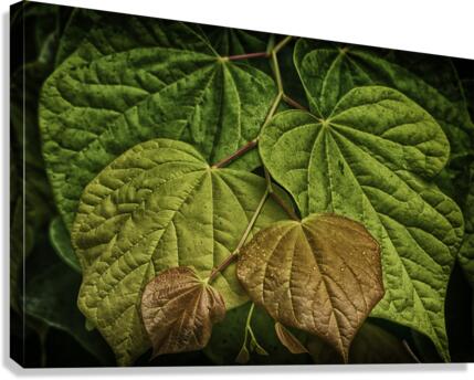 leaves Canvas Print