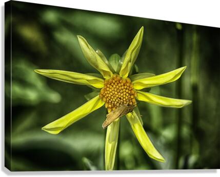 pinwheel Canvas Print