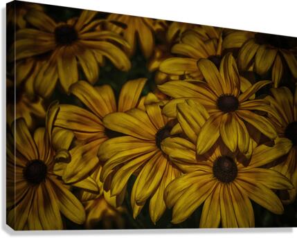 late afternoon Canvas Print