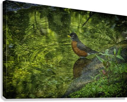 the messenger Canvas Print