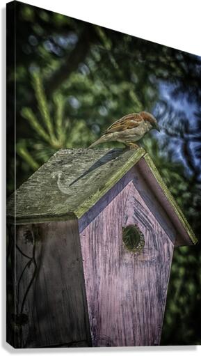 nesting Canvas Print