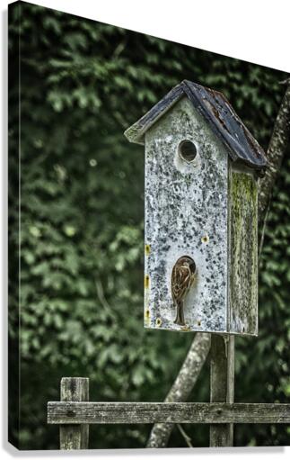 sparrow duplex Canvas Print