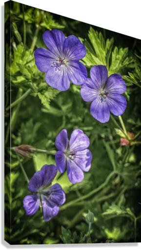 purple flowers Canvas Print