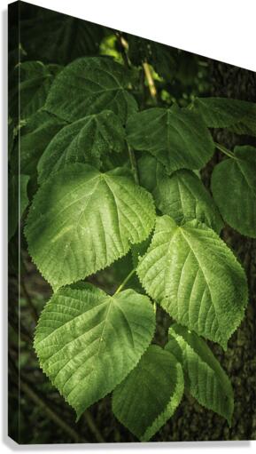 plant study Canvas Print