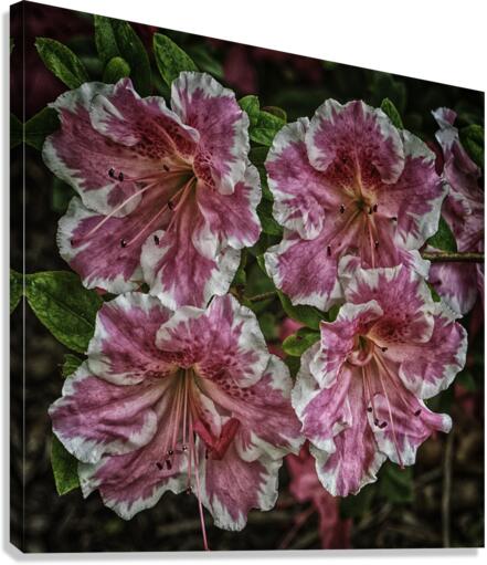 flowers Canvas Print