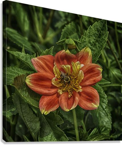 visitor two Canvas Print