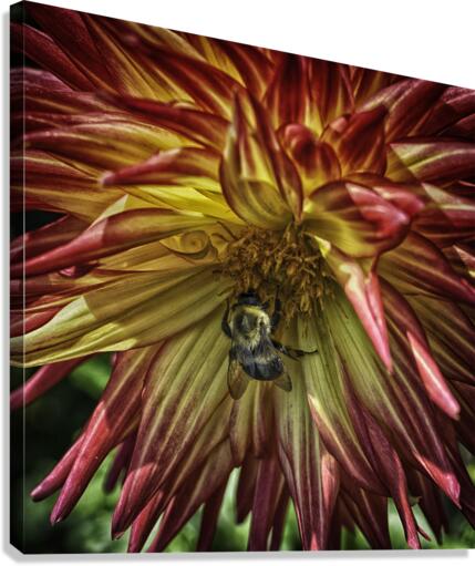 visitor three Canvas Print