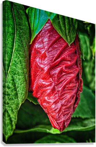 crysallis Canvas Print