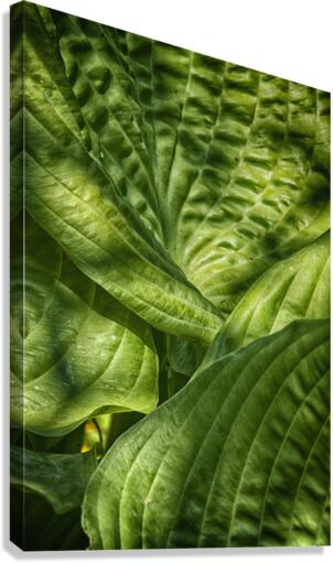green Canvas Print