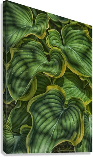 large plant leaves Canvas Print