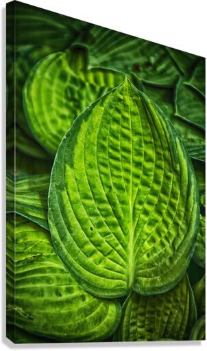 green leaves Canvas Print