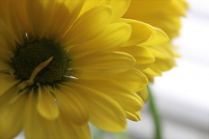 Darling Daisys