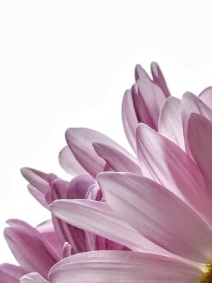 Passion For Pink