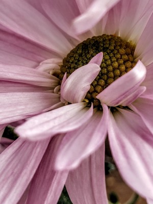 Playful Pink Petals