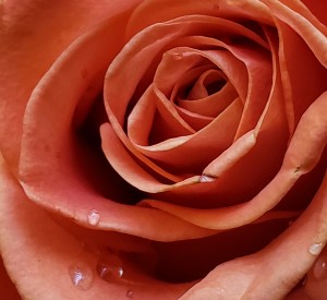 Resilient Rose