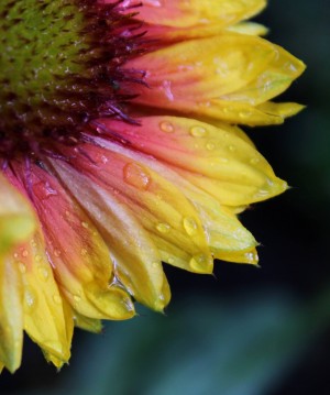 Hydrated Petals