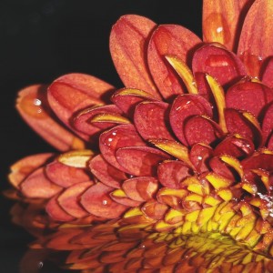 Falling For Mums II