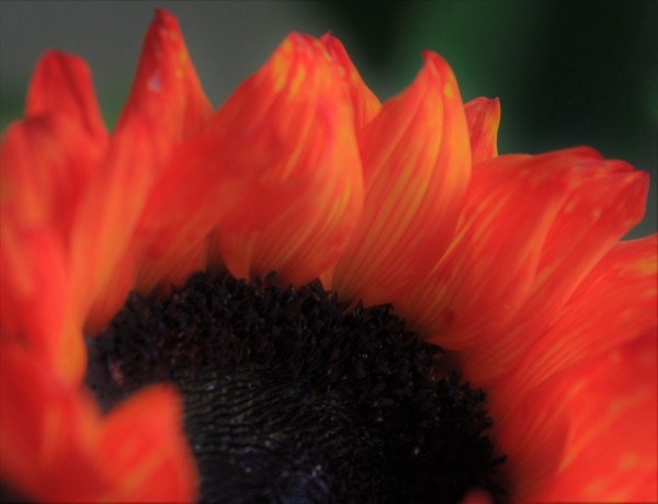 Silky Sunflower Print