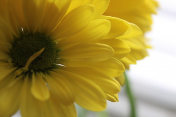Darling Daisys Print