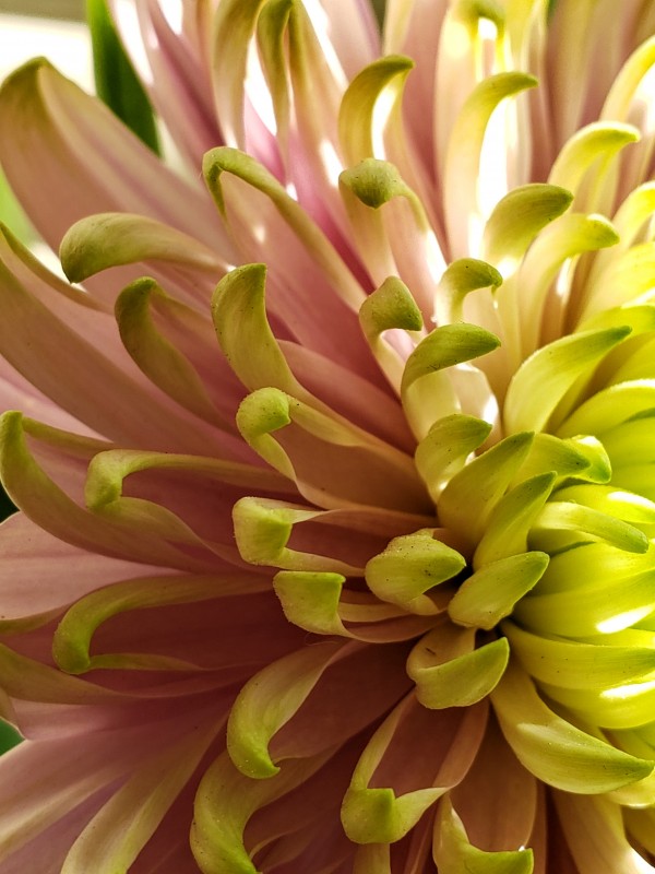 Million Dollar Mum by Nina Haman Art Photography