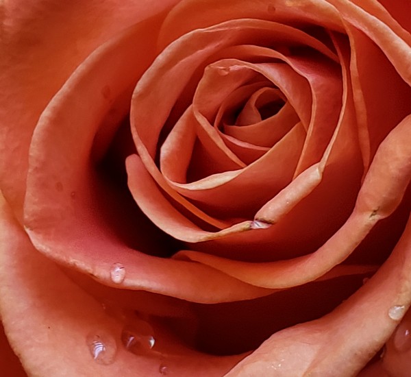 Resilient Rose Print