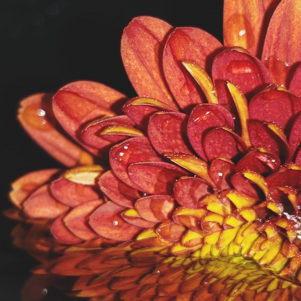 Falling For Mums II Print