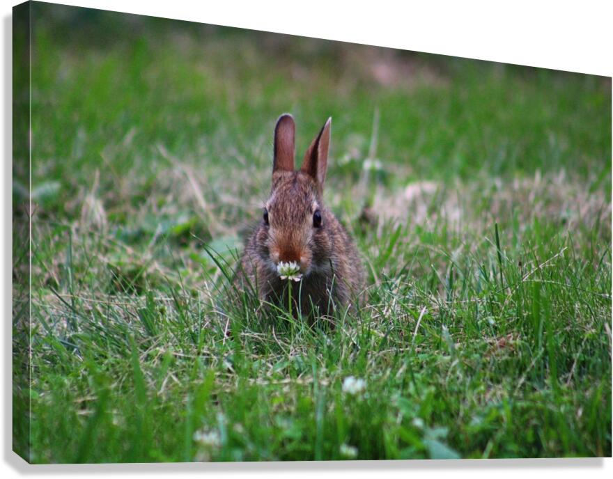 Bunny Bloom Canvas Print