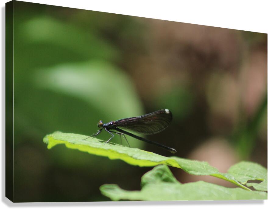 Daring Damselfly Canvas Print
