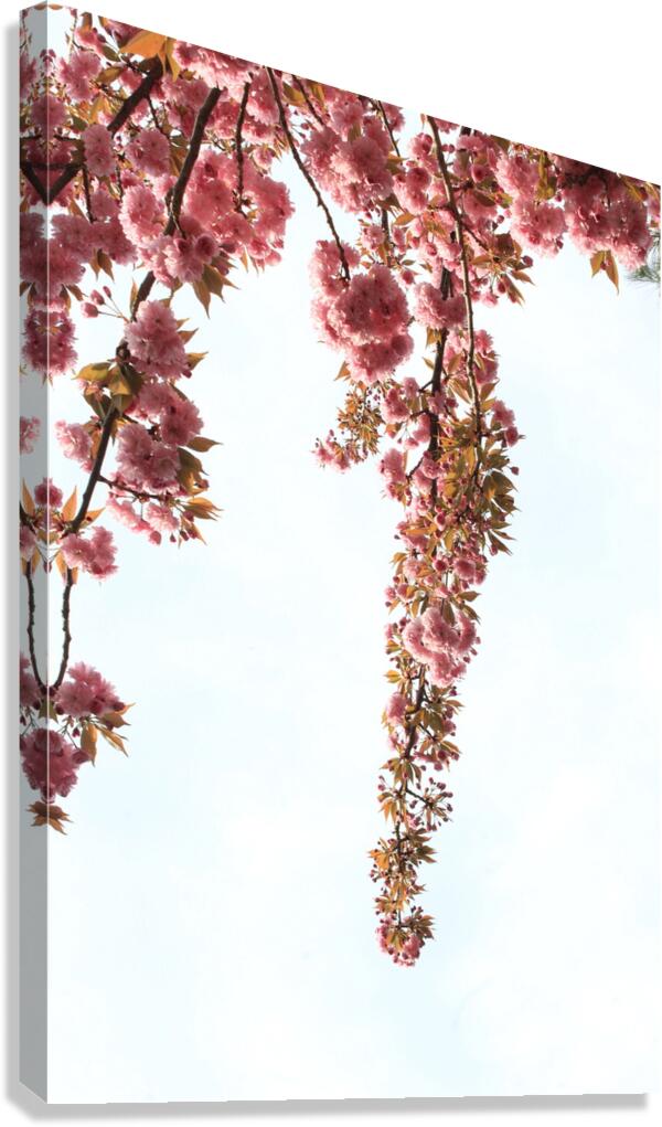 Springtime Cherry Blossoms Canvas Print