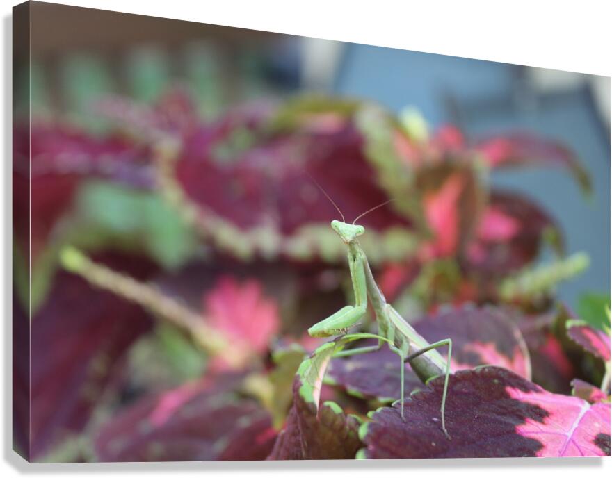 Posing Praying Mantis Canvas Print