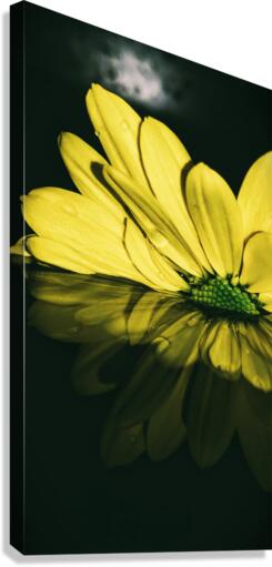 Dipping Daisy Canvas Print
