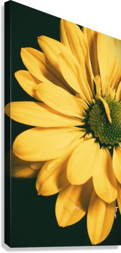 Lazy Daisy Canvas Print