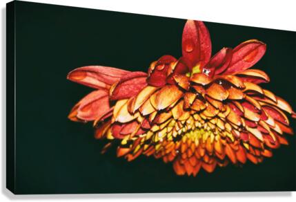 Falling For Mums Canvas Print