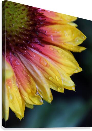 Hydrated Petals Canvas Print