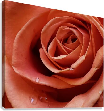 Resilient Rose Canvas Print