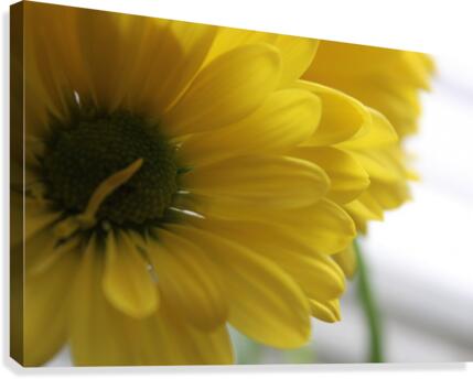 Darling Daisys Canvas Print