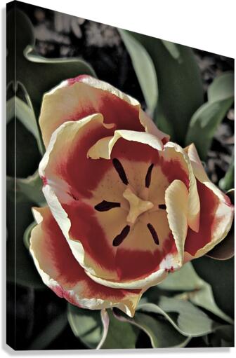 Hello Spring Tulip Canvas Print