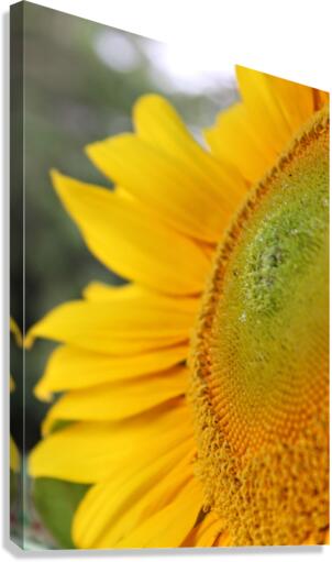 Hello Sunshine Canvas Print