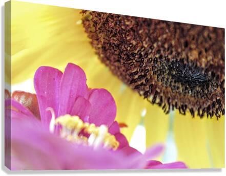 Flower Conversations Canvas Print