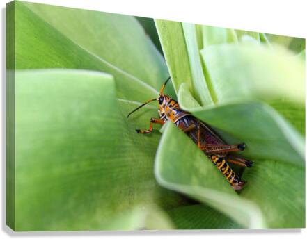 Hiding Grasshopper Canvas Print