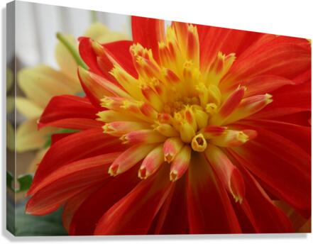 Fireball Flower Canvas Print