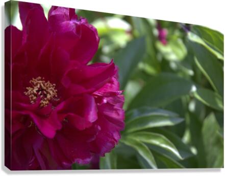 Pretty Pleasing Peony  Canvas Print