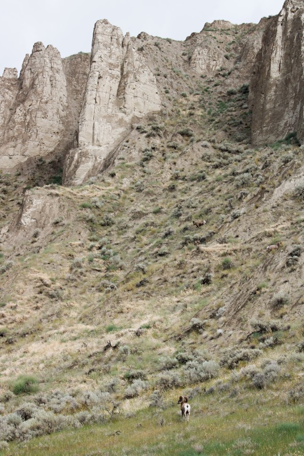 How many by Laurie Kindred