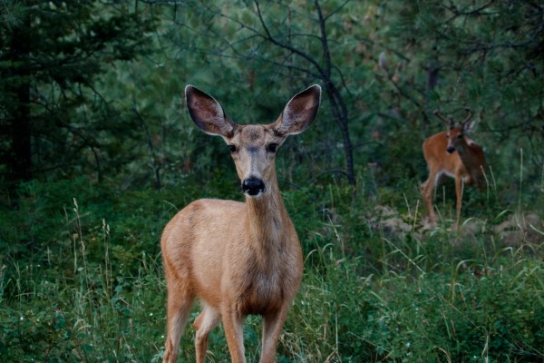 Doe a deer by Laurie Kindred