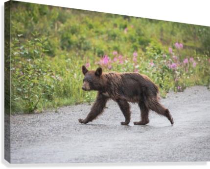 Bear   1 Canvas Print